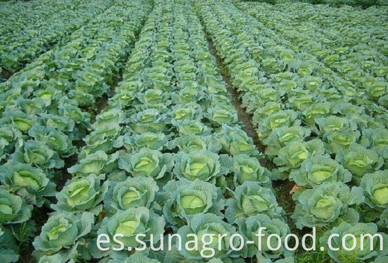 Fresh And Delicious Cabbage